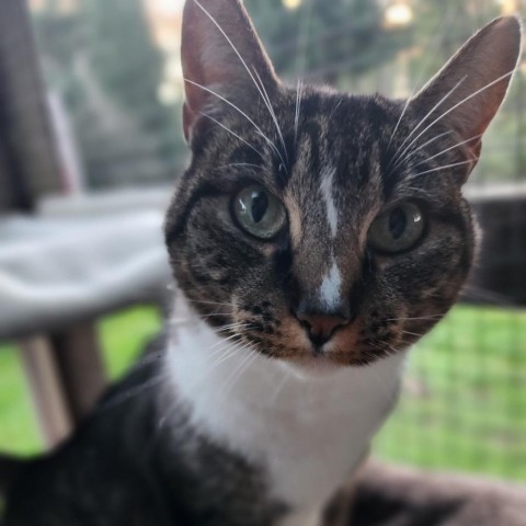 Mojo, an adoptable Domestic Short Hair in Fort Bragg, CA, 95437 | Photo Image 1