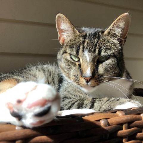 Mojo, an adoptable Domestic Short Hair in Fort Bragg, CA, 95437 | Photo Image 3