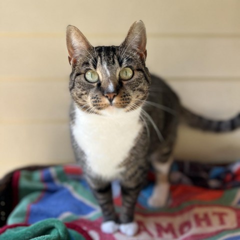 Mojo, an adoptable Domestic Short Hair in Fort Bragg, CA, 95437 | Photo Image 4