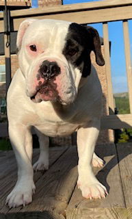 Meet Izzy - A Sweet  Snuggly Pure American Bulldog  35 YRS OLD METRO ATLANTA AREA Meet Izzy -