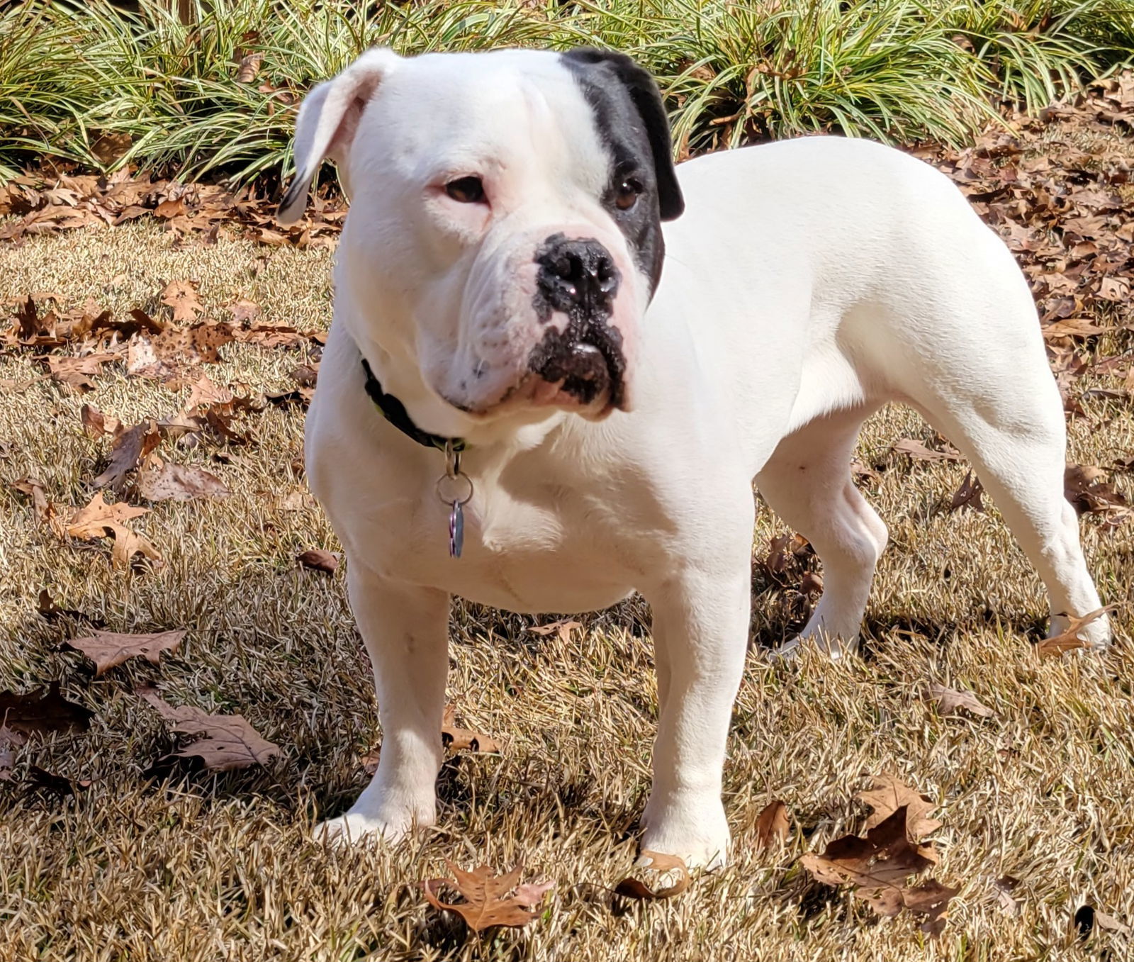IZZY-FUNNY, ADORABLE AMERICAN BULLDOG