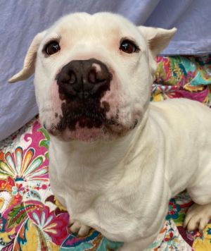 Tybee, Young Male American Bulldog