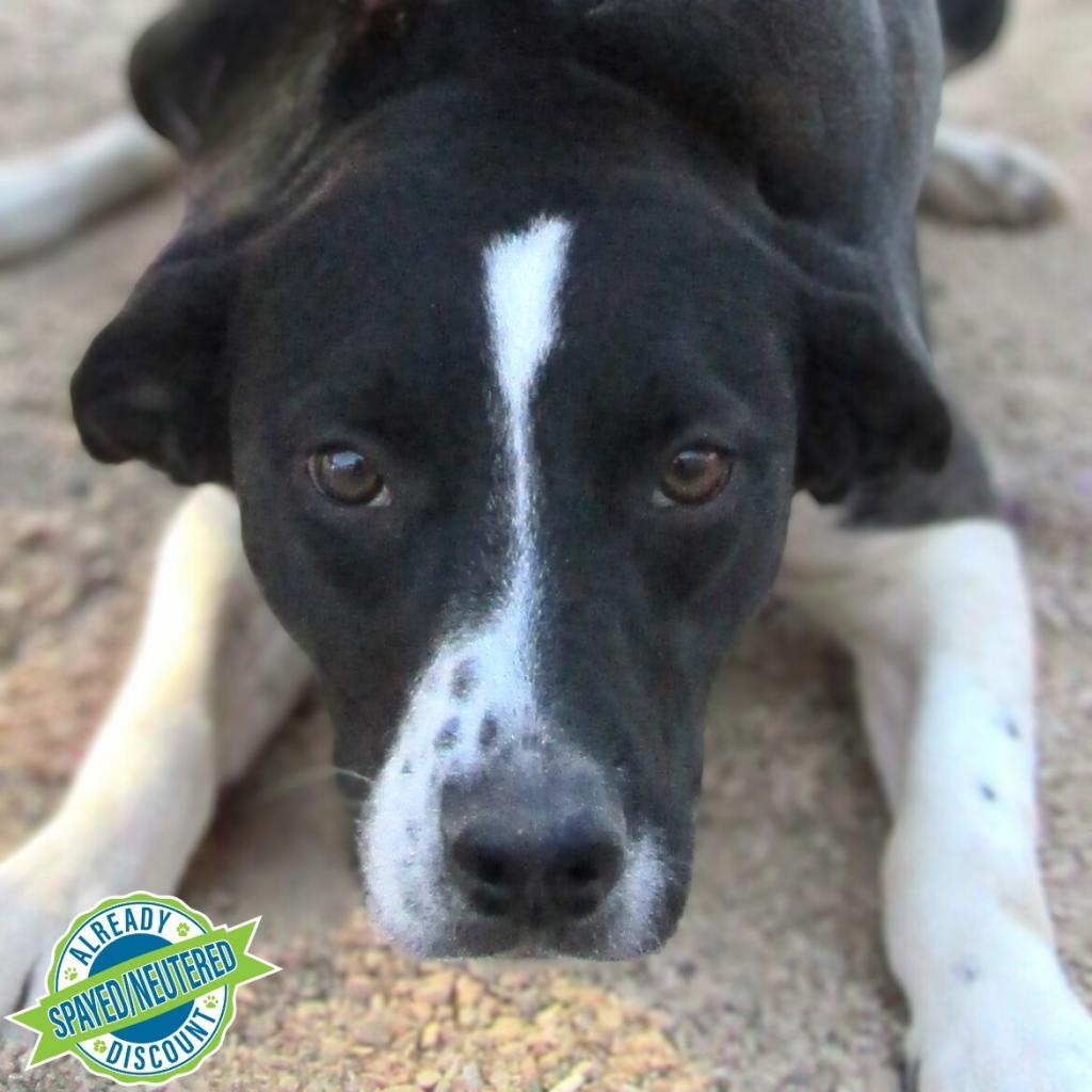 Dice, an adoptable Mixed Breed in Las Cruces, NM, 88012 | Photo Image 1