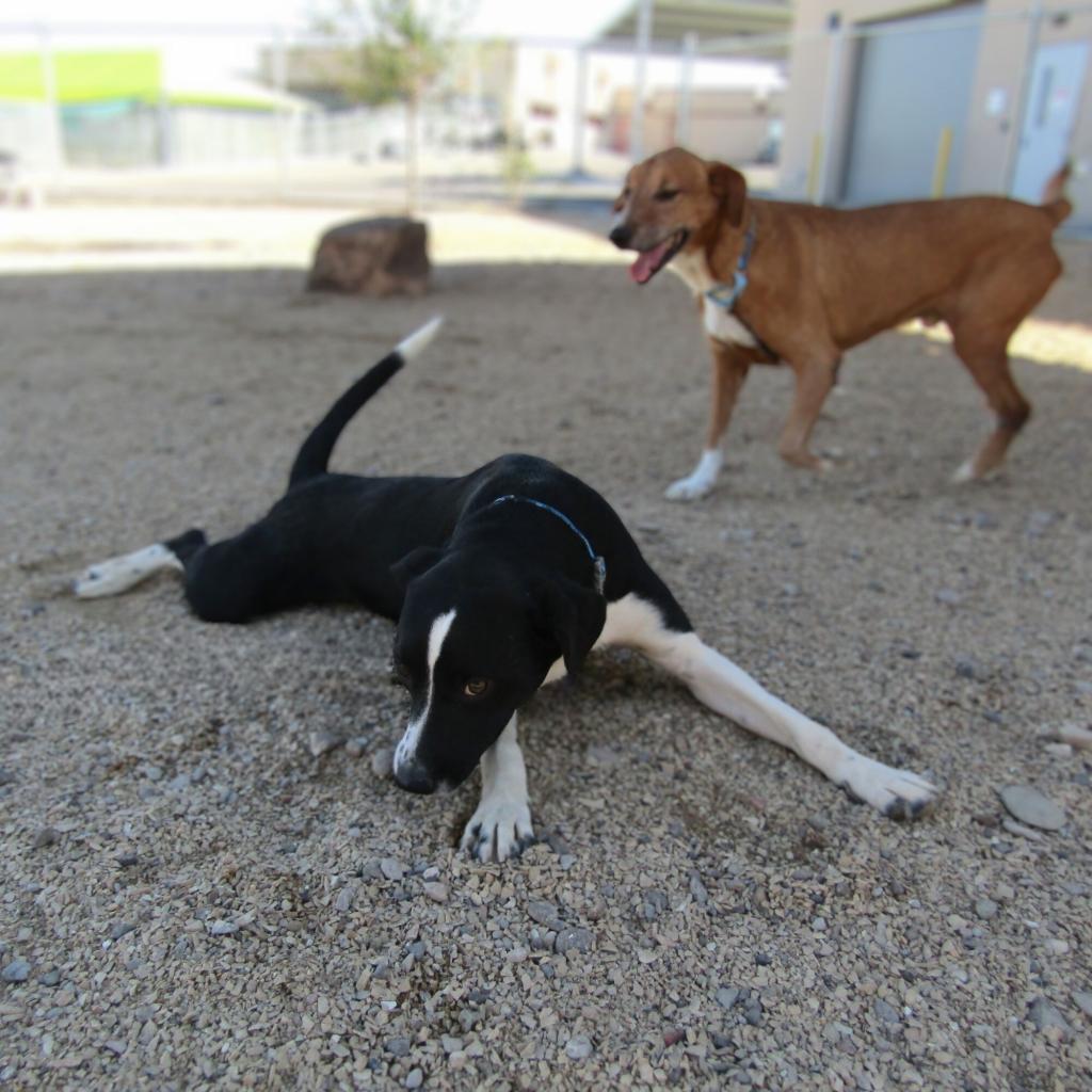 Dice, an adoptable Mixed Breed in Las Cruces, NM, 88012 | Photo Image 2