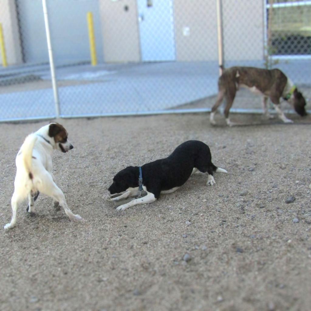 Dice, an adoptable Mixed Breed in Las Cruces, NM, 88012 | Photo Image 3