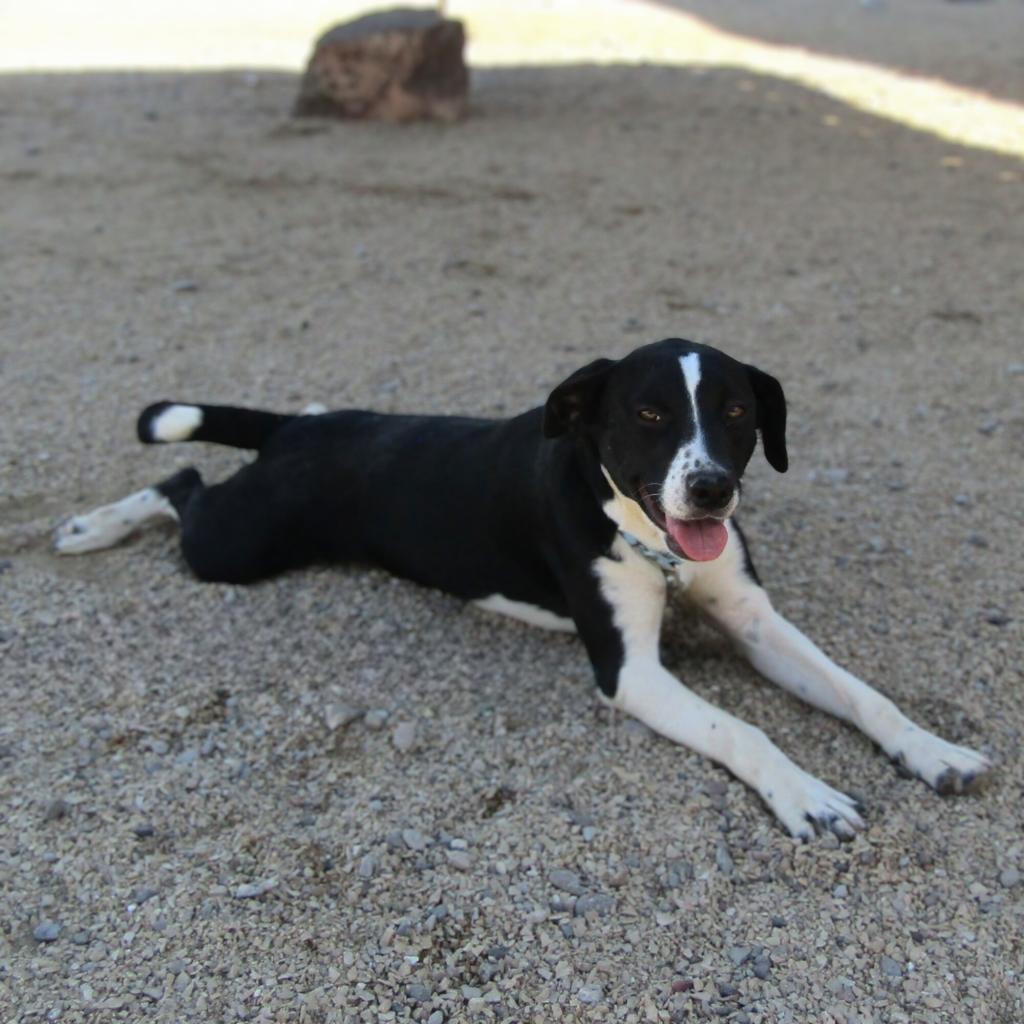 Dice, an adoptable Mixed Breed in Las Cruces, NM, 88012 | Photo Image 4