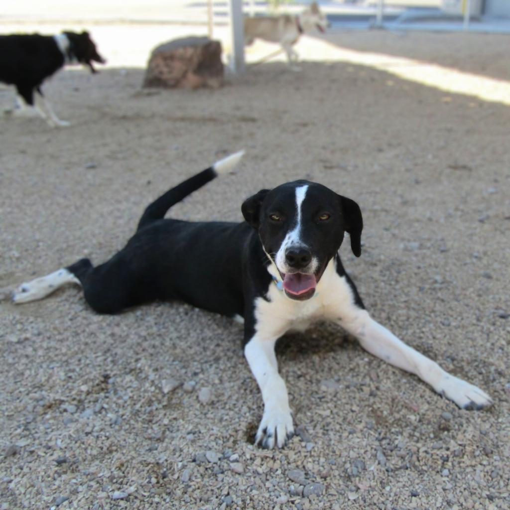 Dice, an adoptable Mixed Breed in Las Cruces, NM, 88012 | Photo Image 5