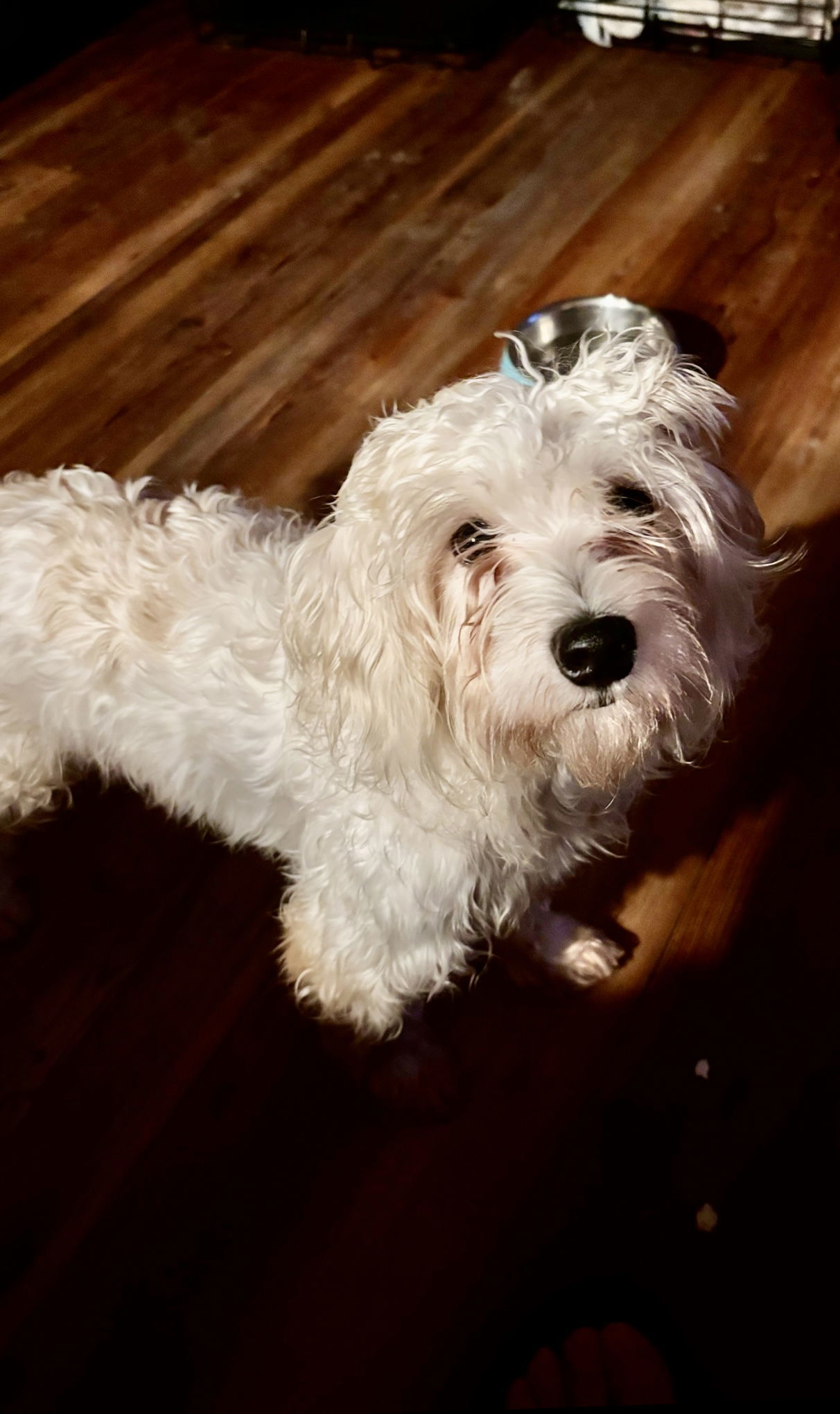 Tuxedo, an adoptable Maltese, Poodle in Holly Springs, NC, 27540 | Photo Image 1