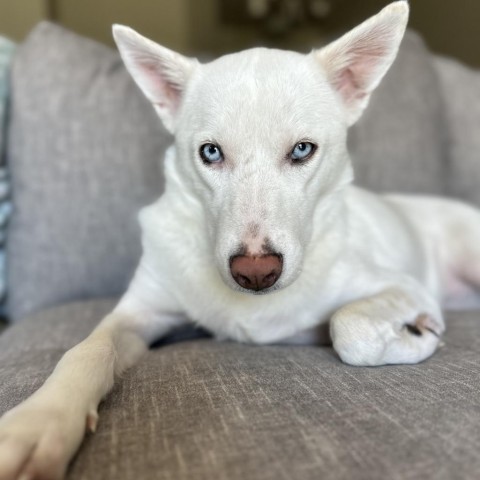 Daisy, an adoptable Siberian Husky, Cattle Dog in Sioux Falls, SD, 57106 | Photo Image 1