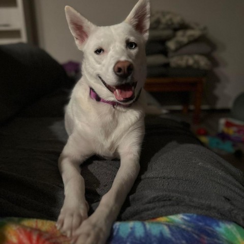 Daisy, an adoptable Siberian Husky, Cattle Dog in Sioux Falls, SD, 57106 | Photo Image 3