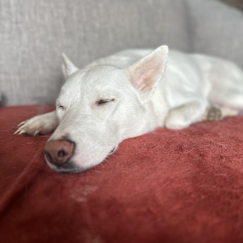 Daisy, an adoptable Siberian Husky, Cattle Dog in Sioux Falls, SD, 57106 | Photo Image 4