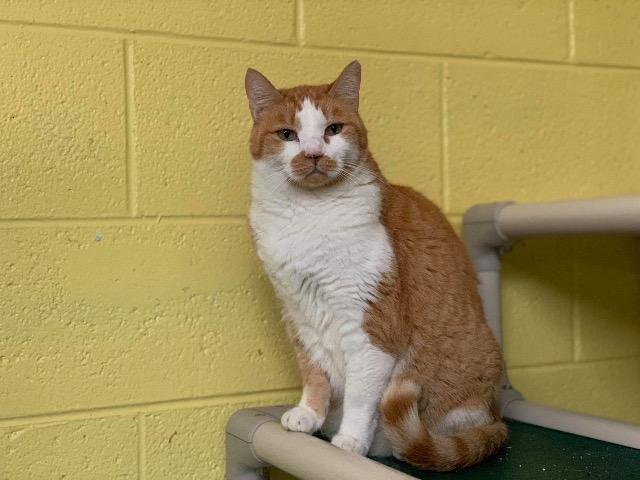 Bill, an adoptable Domestic Short Hair in Sandy, UT, 84070 | Photo Image 1