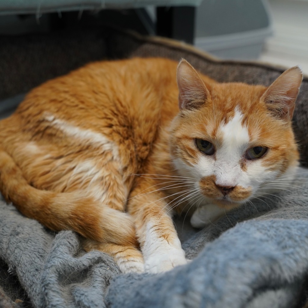 Bill, an adoptable Domestic Short Hair in Sandy, UT, 84070 | Photo Image 1