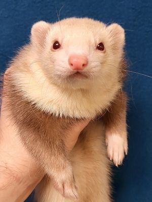 Ms. Jasper, Young Female Ferret