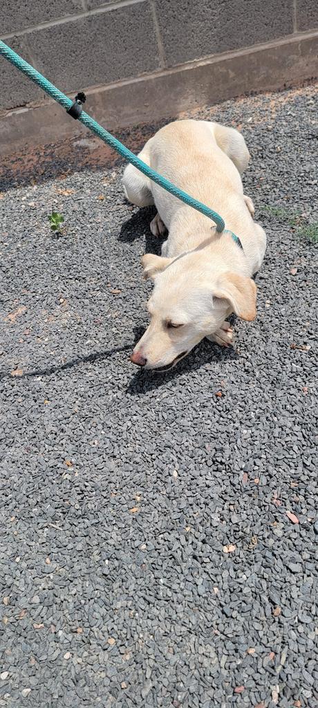 Piper, an adoptable Labrador Retriever, Mixed Breed in Holbrook, AZ, 86025 | Photo Image 1