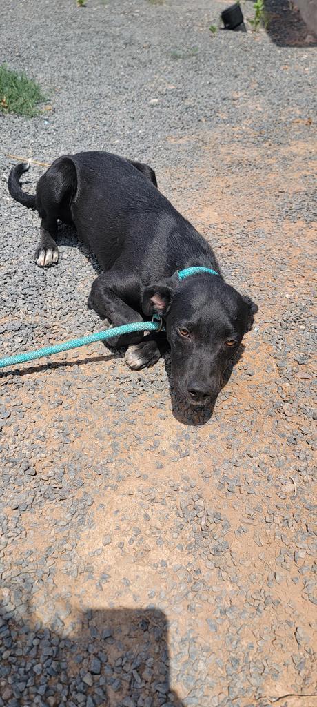 Phoebe, an adoptable Labrador Retriever, Mixed Breed in Holbrook, AZ, 86025 | Photo Image 1