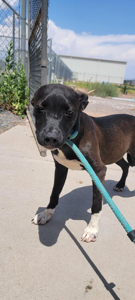 Pure, an adoptable Labrador Retriever, Mixed Breed in Holbrook, AZ, 86025 | Photo Image 1