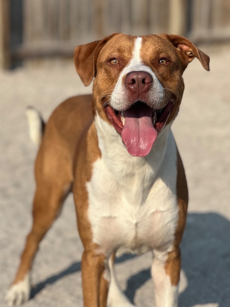 Asher, an adoptable Mixed Breed in Muskegon, MI, 49442 | Photo Image 1