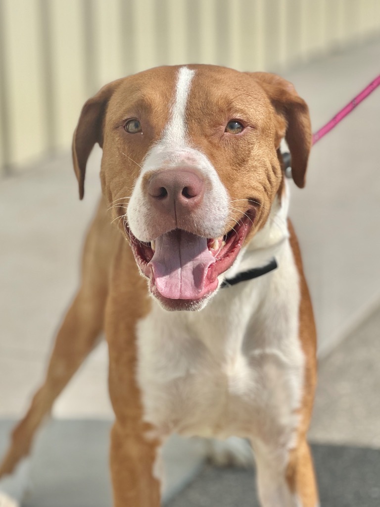 Asher, an adoptable Mixed Breed in Muskegon, MI, 49442 | Photo Image 2