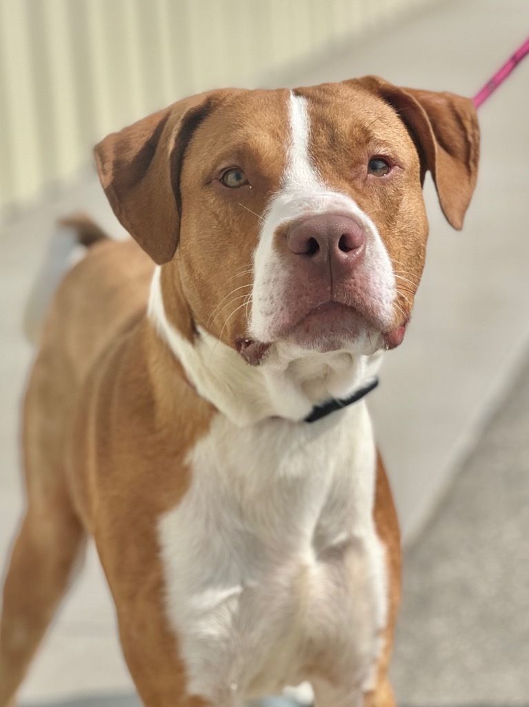 Asher, an adoptable Mixed Breed in Muskegon, MI, 49442 | Photo Image 3