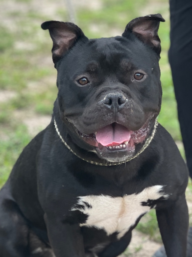 Ducky, an adoptable Mixed Breed in Muskegon, MI, 49442 | Photo Image 1