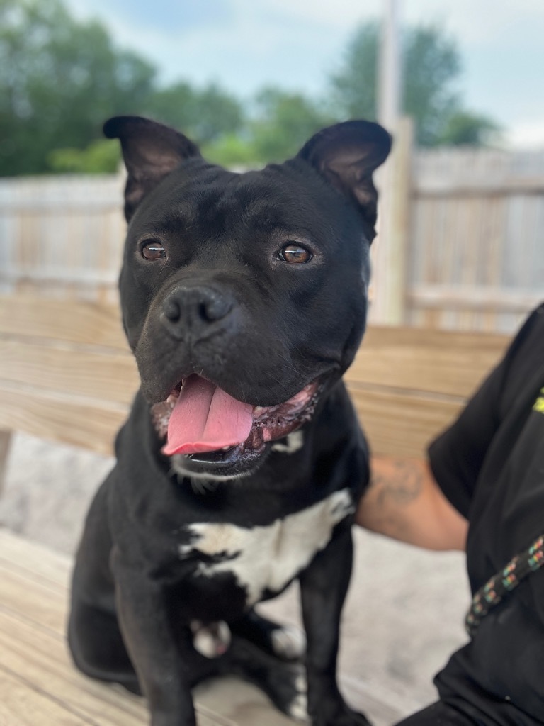 Ducky, an adoptable Mixed Breed in Muskegon, MI, 49442 | Photo Image 2