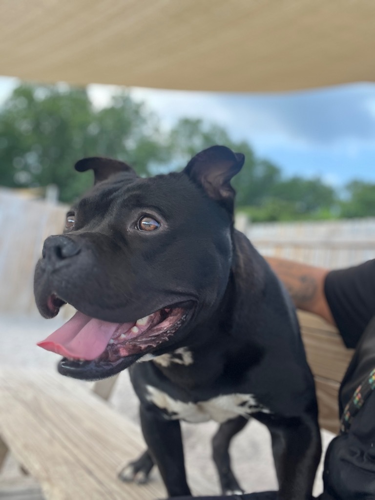 Ducky, an adoptable Mixed Breed in Muskegon, MI, 49442 | Photo Image 3