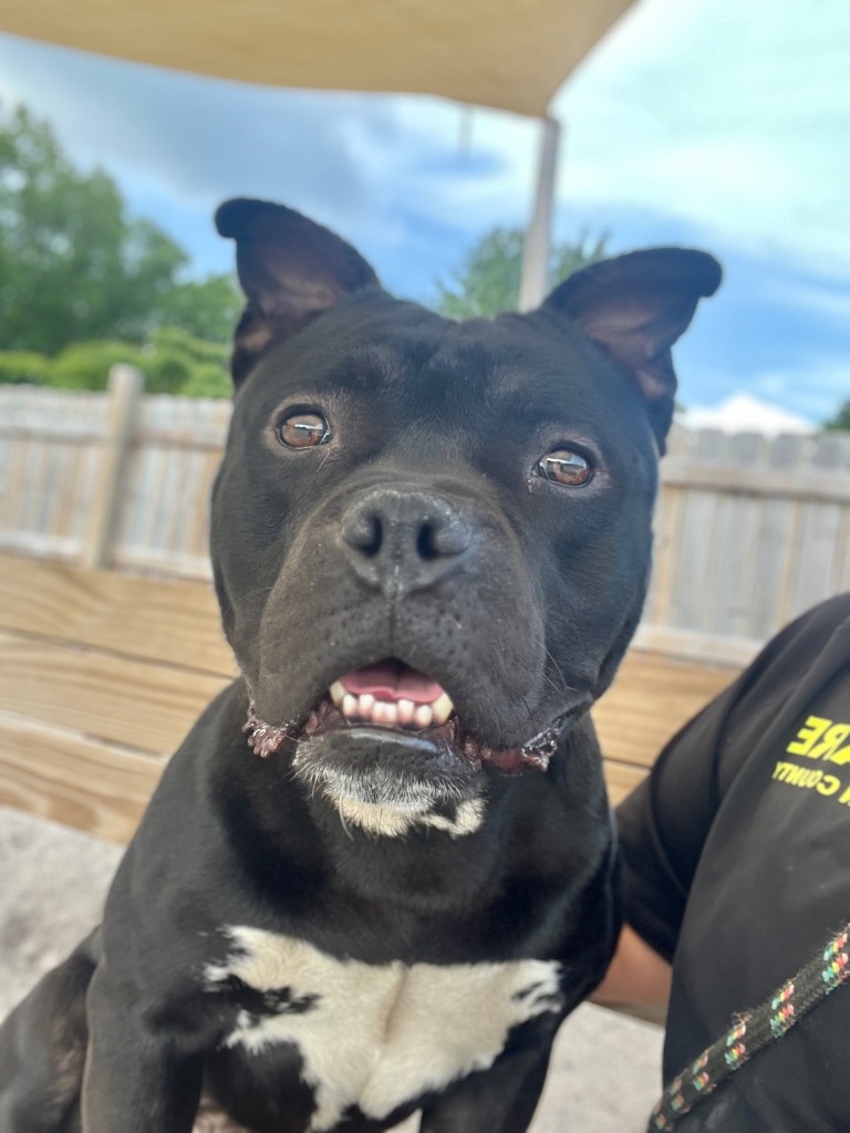 Ducky, an adoptable Mixed Breed in Muskegon, MI, 49442 | Photo Image 4