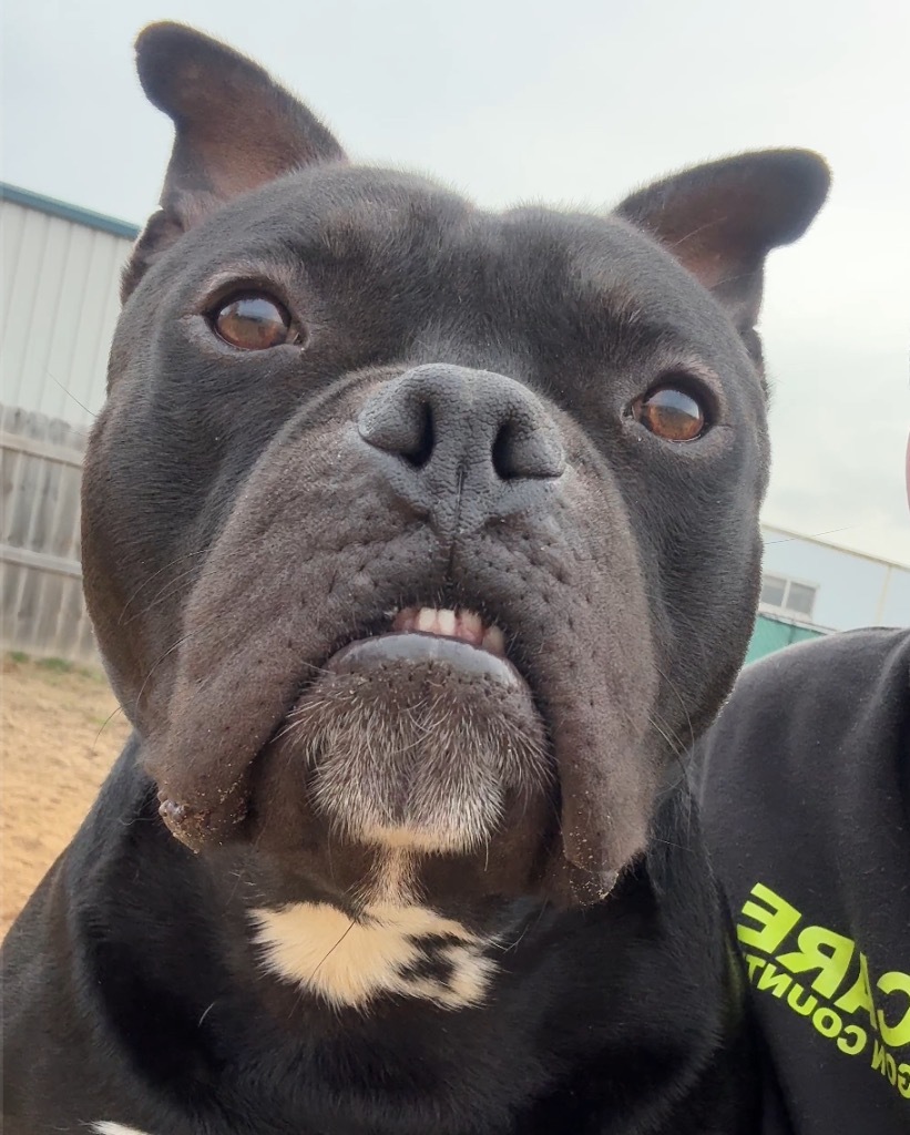 Ducky, an adoptable Mixed Breed in Muskegon, MI, 49442 | Photo Image 5