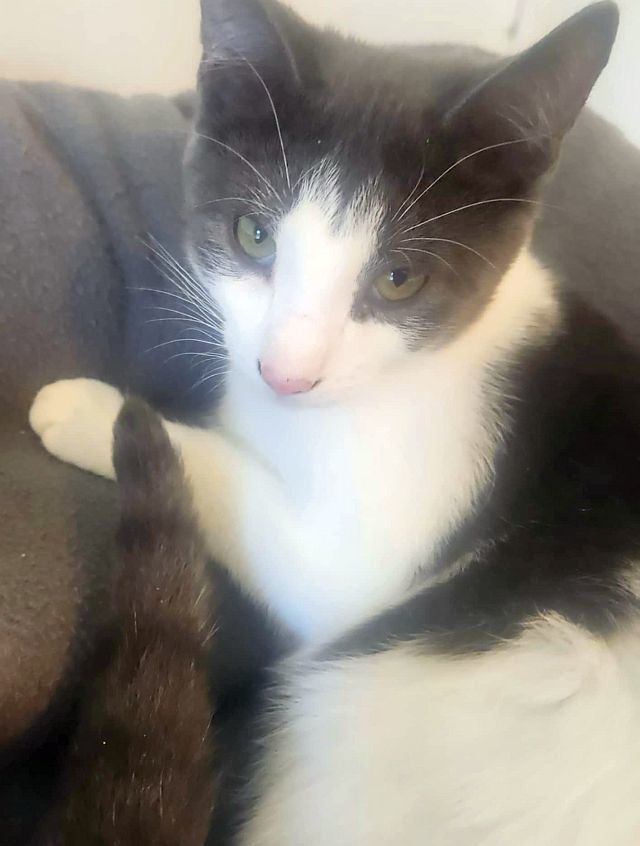BISCOTTI