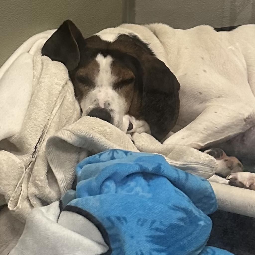 Pippa