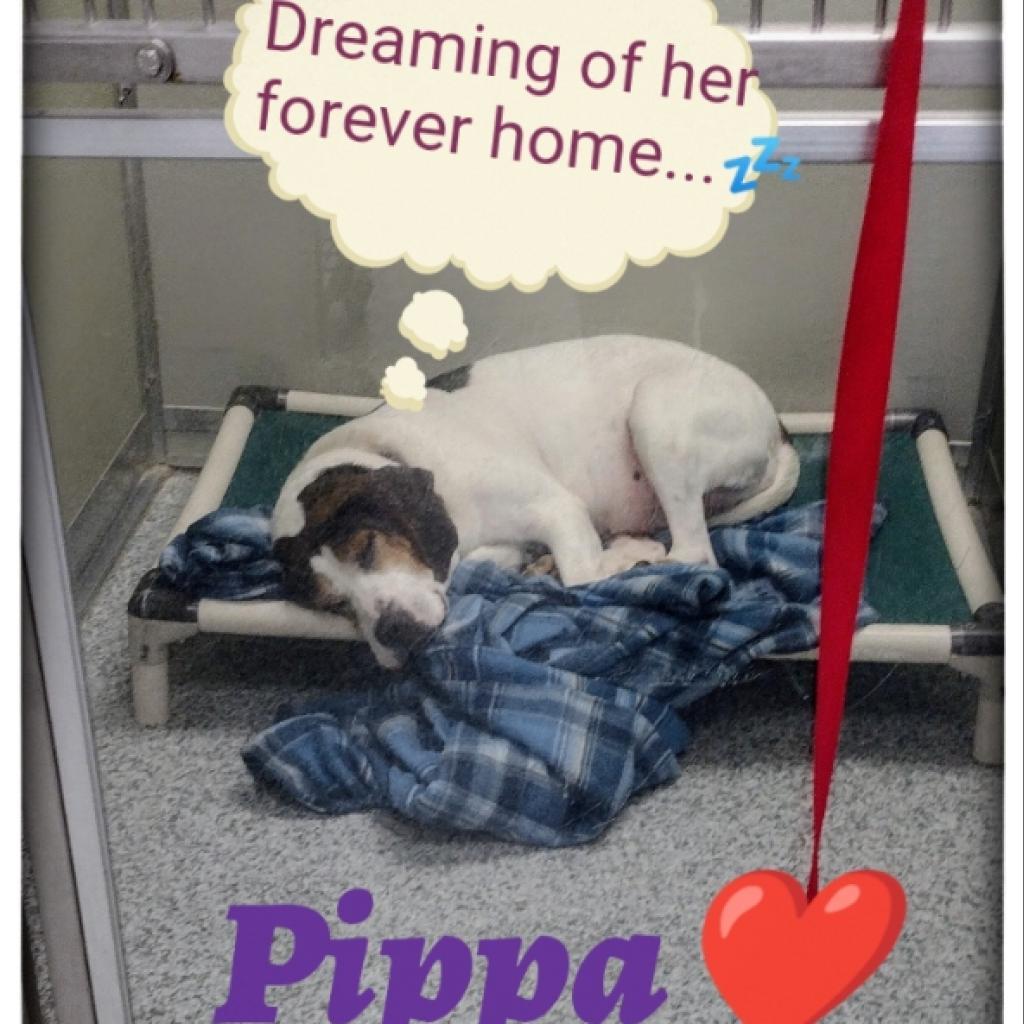 Pippa