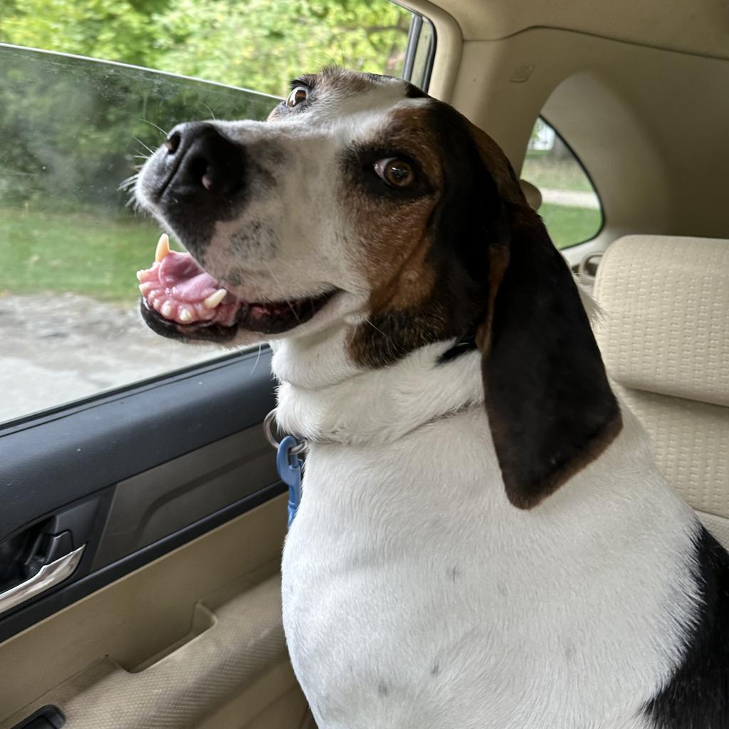 Pippa