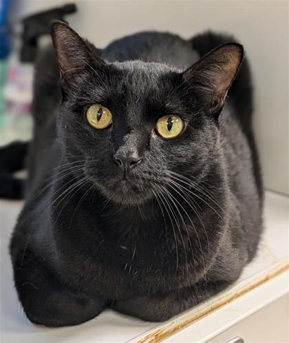 Crescent, an adoptable Domestic Short Hair in Hutchinson, KS, 67504 | Photo Image 1