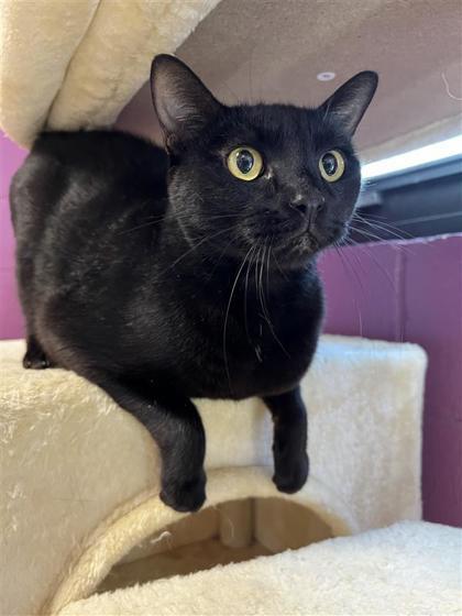 Crescent, an adoptable Domestic Short Hair in Hutchinson, KS, 67504 | Photo Image 2