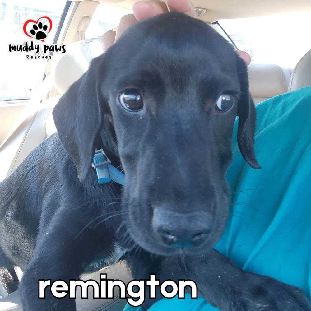 Remington