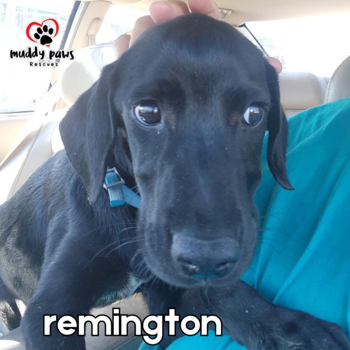 Remington 2