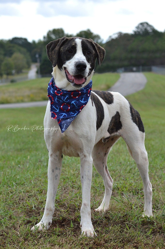 Kramer - Adoptable, an adoptable Hound, Affenpinscher in Chickamauga , GA, 30707 | Photo Image 1