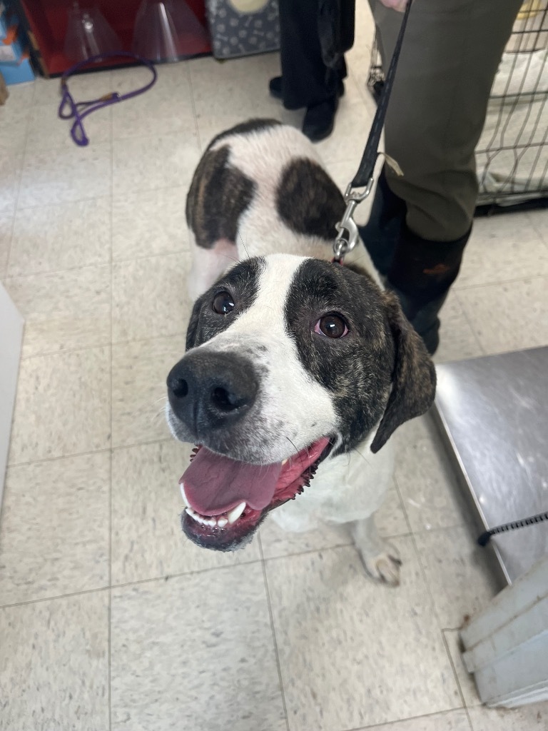 Kramer - Adoptable, an adoptable Hound, Affenpinscher in Chickamauga , GA, 30707 | Photo Image 3