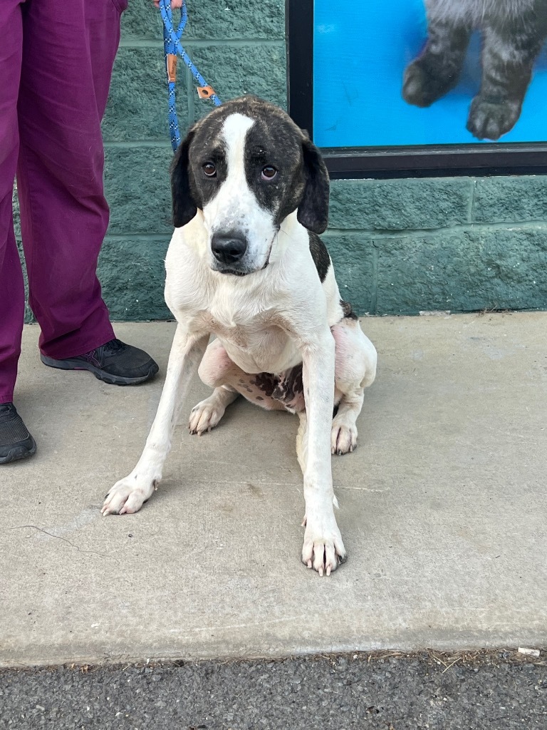 Kramer - Adoptable, an adoptable Hound, Affenpinscher in Chickamauga , GA, 30707 | Photo Image 4