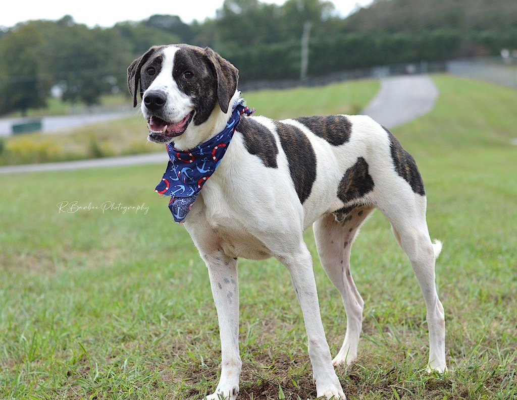 Kramer - Adoptable, an adoptable Hound, Affenpinscher in Chickamauga , GA, 30707 | Photo Image 5