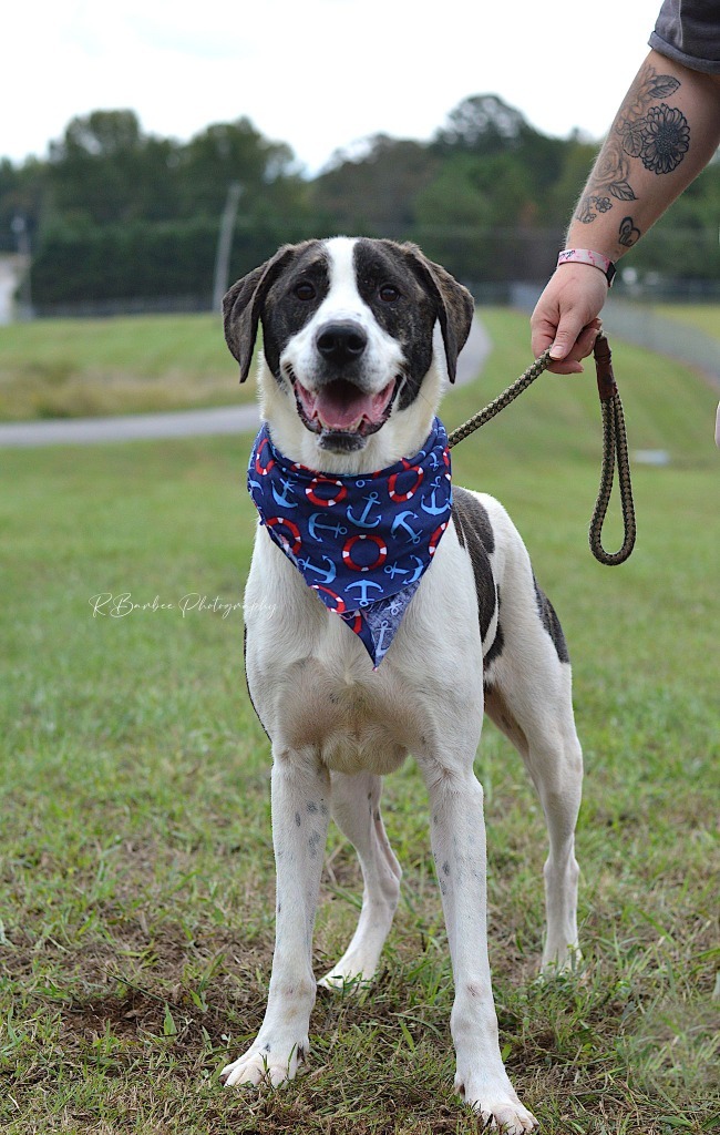 Kramer - Adoptable, an adoptable Hound, Affenpinscher in Chickamauga , GA, 30707 | Photo Image 6