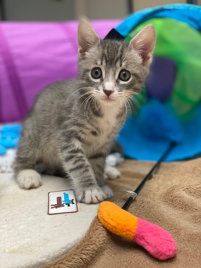 Theo, an adoptable Domestic Short Hair in Grants Pass, OR, 97526 | Photo Image 1