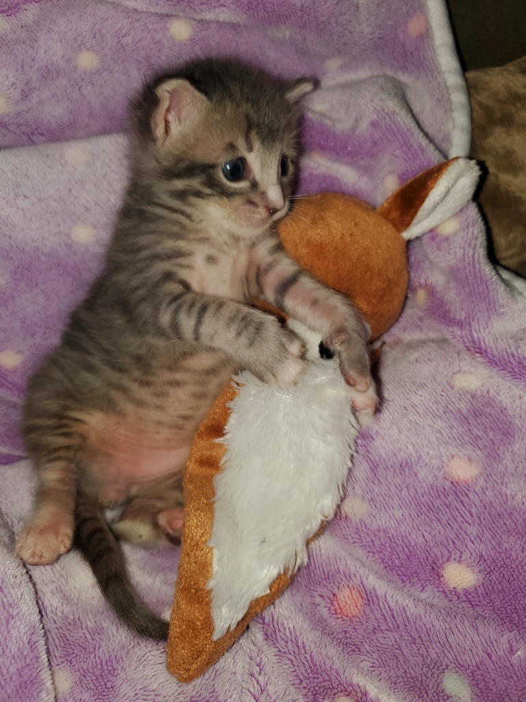 Theo, an adoptable Domestic Short Hair in Grants Pass, OR, 97526 | Photo Image 2