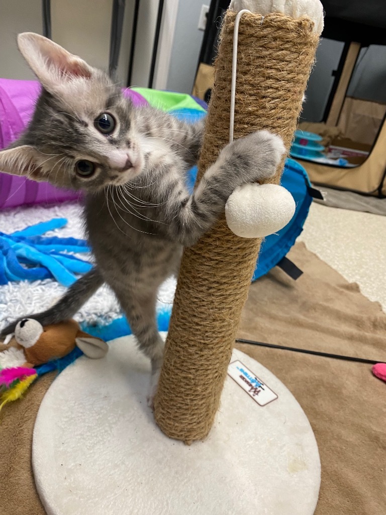 Theo, an adoptable Domestic Short Hair in Grants Pass, OR, 97526 | Photo Image 4