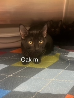 oak, an adoptable Domestic Short Hair in Bend, OR, 97701 | Photo Image 1