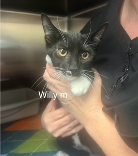 Willy, an adoptable Domestic Short Hair in Bend, OR, 97701 | Photo Image 1