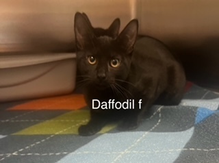 Daffodil, an adoptable Domestic Short Hair in Bend, OR, 97701 | Photo Image 1