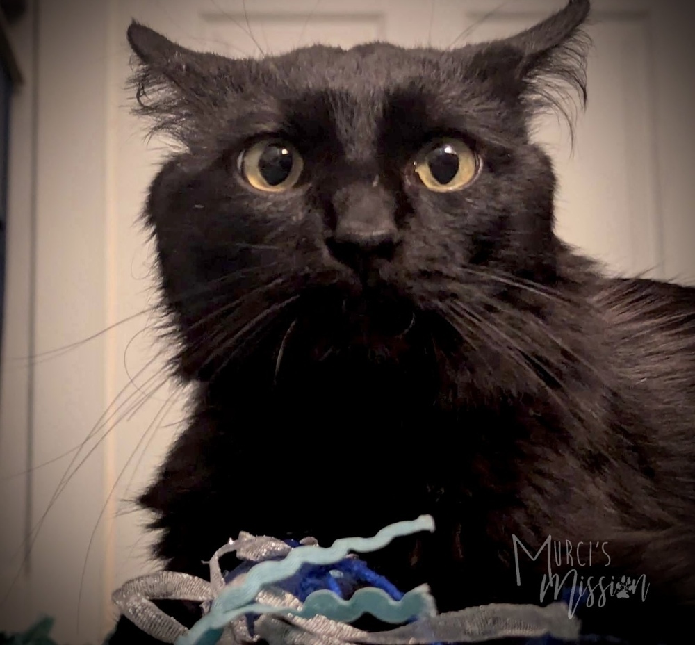 Lumi, an adoptable Domestic Medium Hair in Spokane , WA, 99209 | Photo Image 3