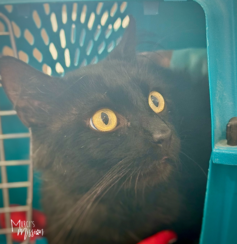 Lumi, an adoptable Domestic Medium Hair in Spokane , WA, 99209 | Photo Image 4